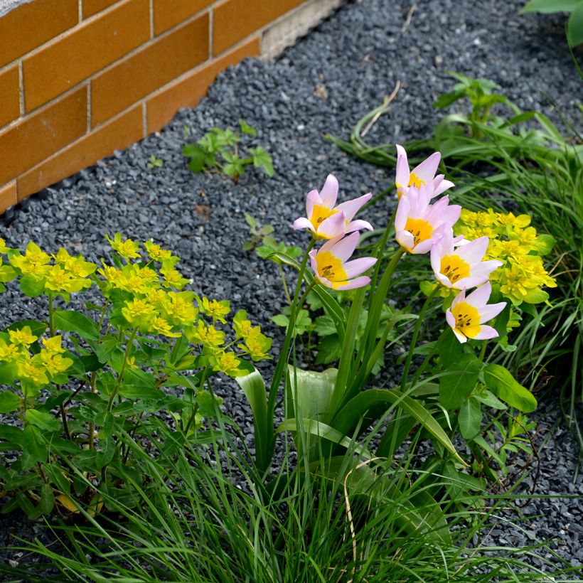 Syreenitulppaani - Tulipa saxatilis (Kasvutapa)
