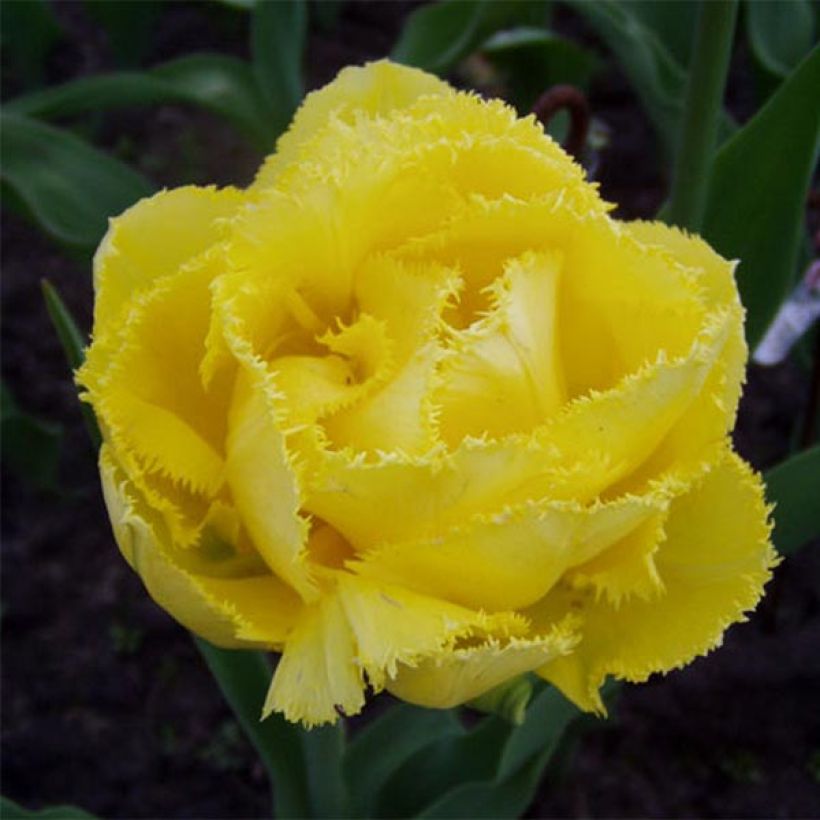 Ripsureunatulppaani Exotic Sun (Kukinta)