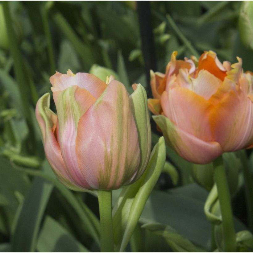 Myöhäinen kerrottu tulppaani Menton Unique (Kukinta)