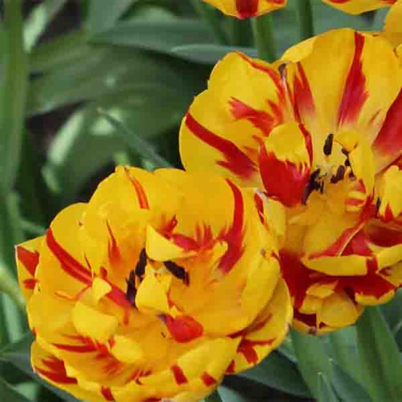 Myöhäinen kerrottu tulppaani Nizza (Kukinta)