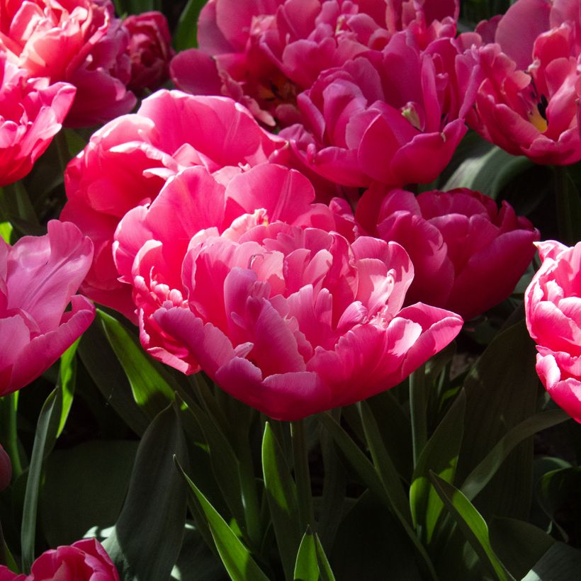 Myöhäinen kerrottu tulppaani Sunset Tropical (Kukinta)