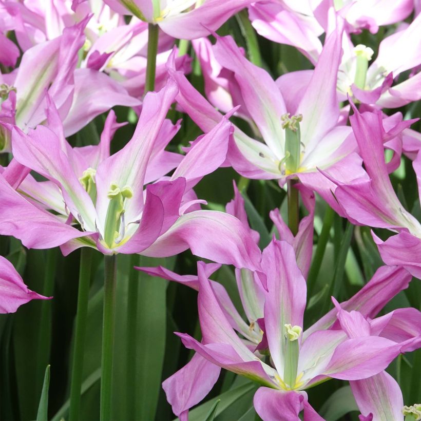Liljatulppaani Purple Dance (Kukinta)
