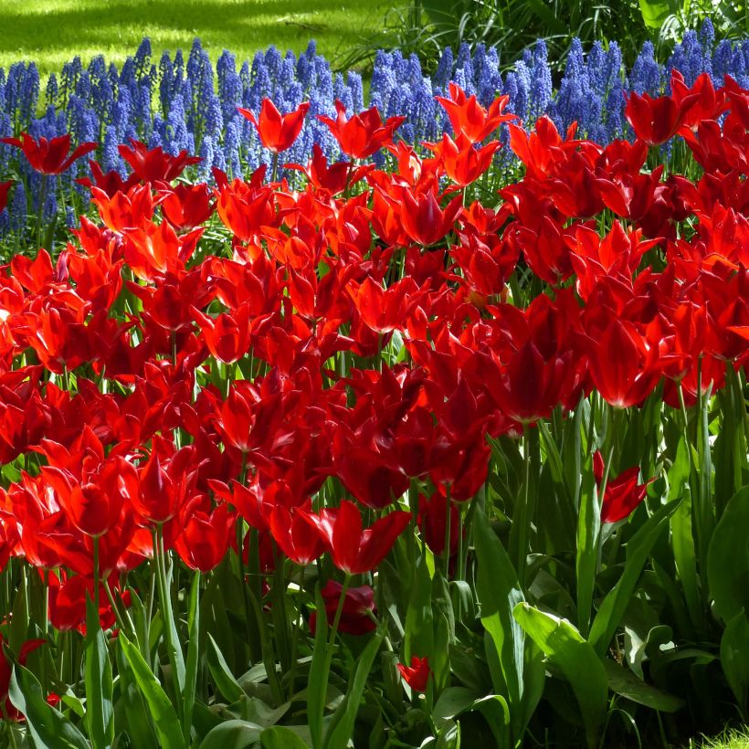 Liljatulppaani Red Shine (Kukinta)