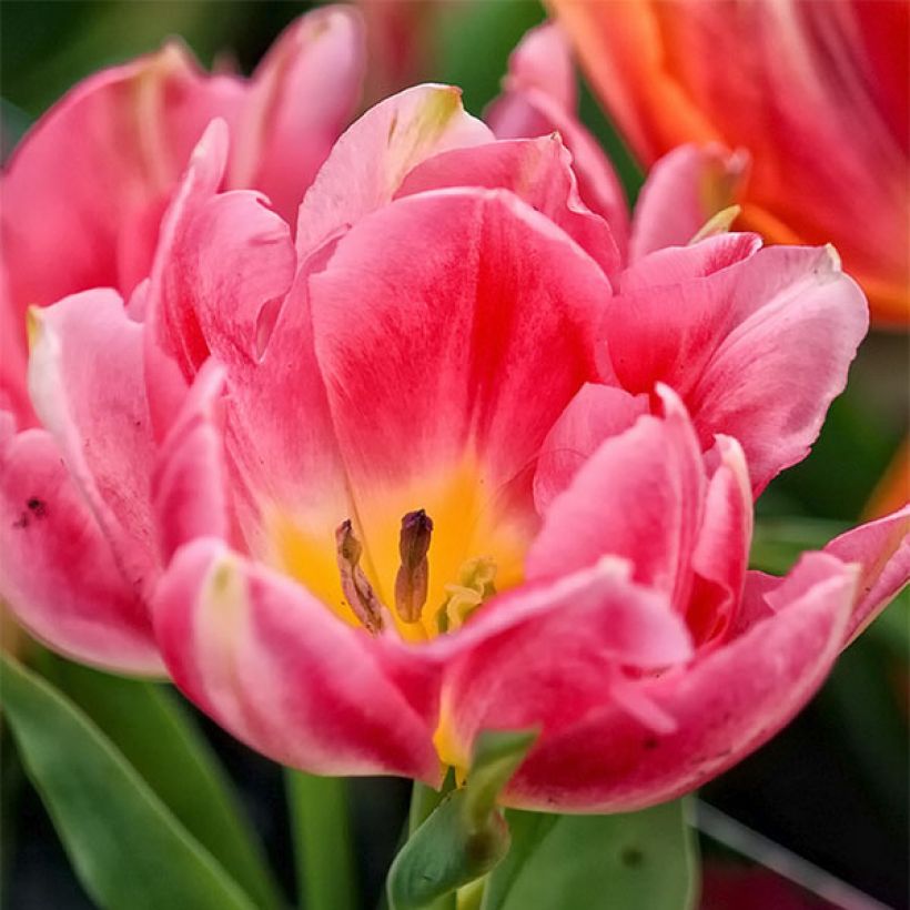 Varhainen kerrottu tulppaani Peach Blossom (Kukinta)