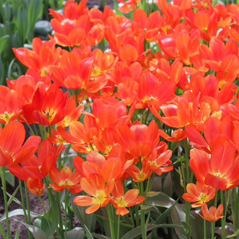 Monikukkainen tulppaani Orange bouquet (Kukinta)