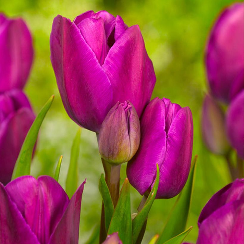 Monikukkainen tulppaani Purple Bouquet (Kukinta)