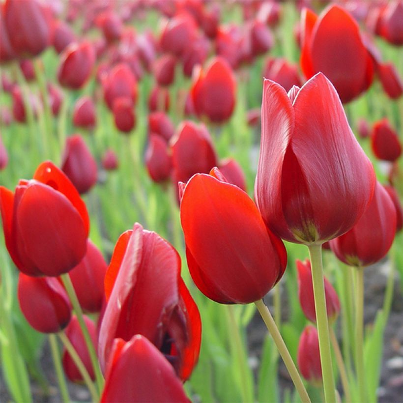 Monikukkainen tulppaani Red Georgette (Kukinta)