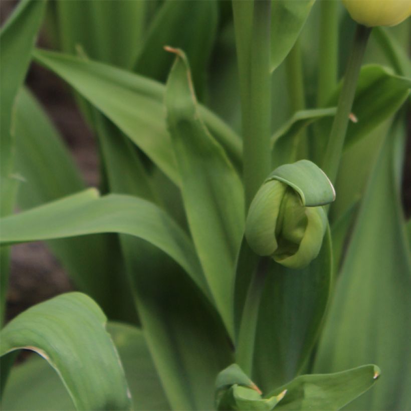 Monikukkainen tulppaani Rosy bouquet (Lehvistö)