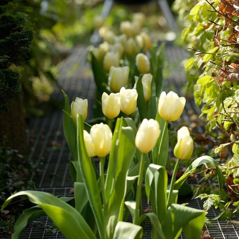Myöhäinen yksinkertainen tulppaani Catherina (Kasvutapa)