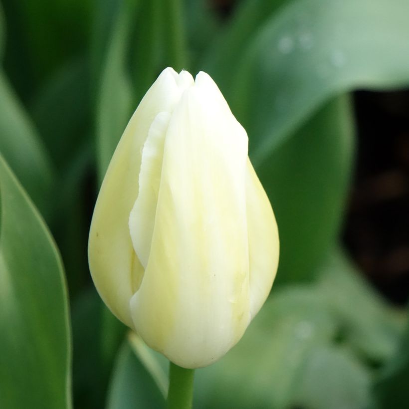 Myöhäinen yksinkertainen tulppaani Maureen (Kukinta)