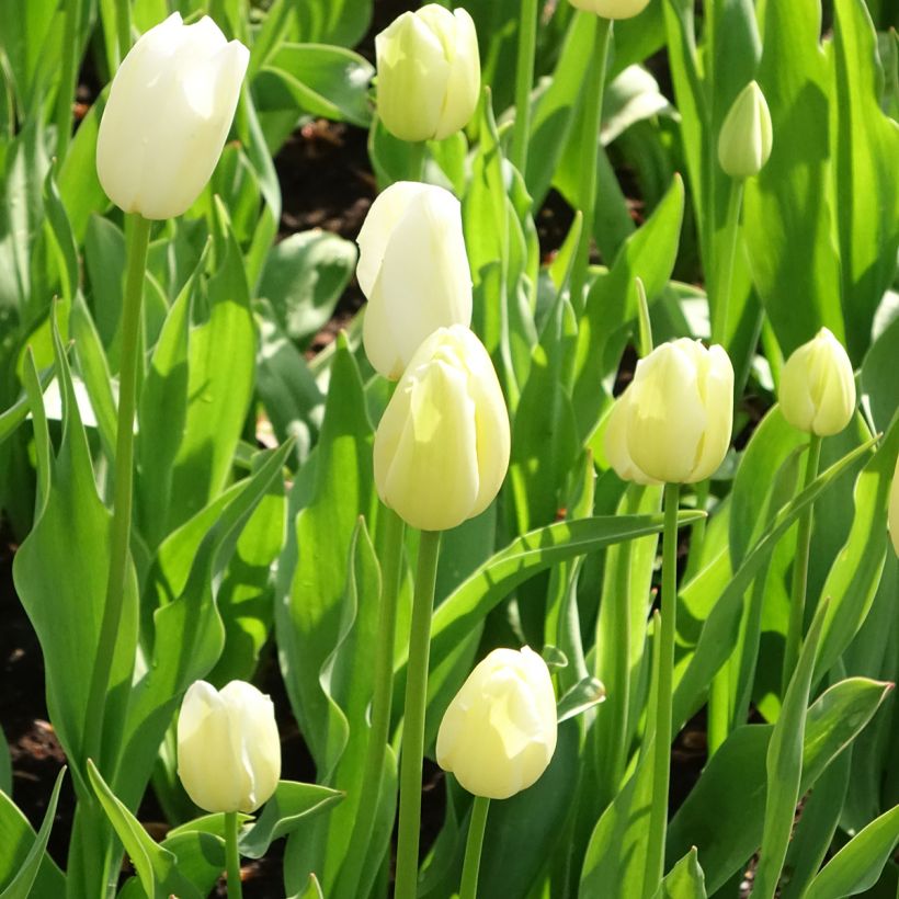 Myöhäinen yksinkertainen tulppaani Maureen (Kasvutapa)