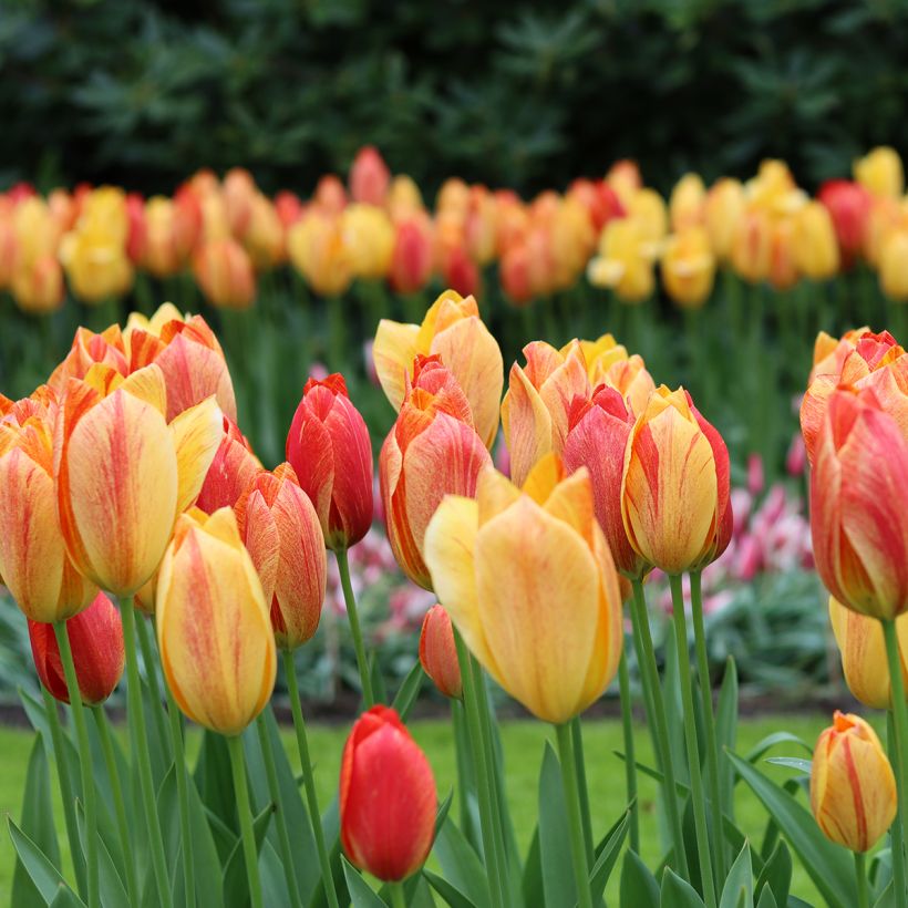 Myöhäinen yksinkertainen tulppaani Rhapsody of Smiles (Kasvutapa)