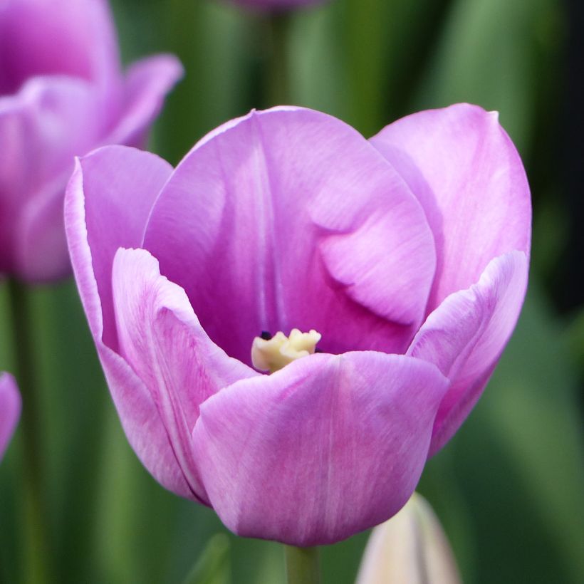 Myöhäinen yksinkertainen tulppaani Violet Beauty (Lehvistö)