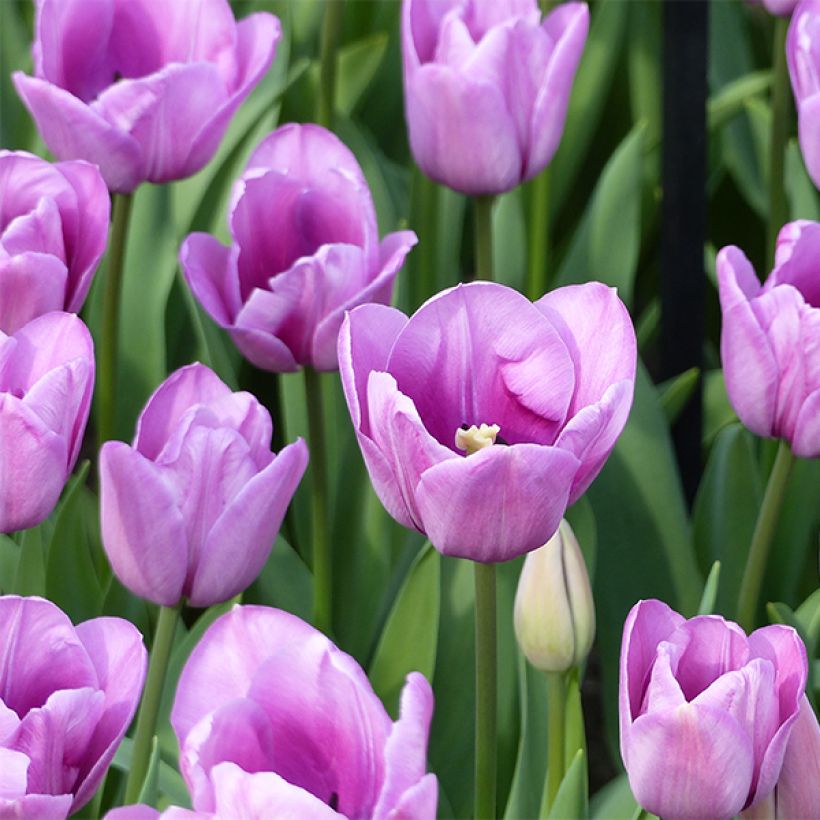 Myöhäinen yksinkertainen tulppaani Violet Beauty (Kukinta)