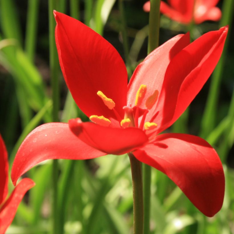 Roihutulppaani - Tulipa sprengeri (Kukinta)