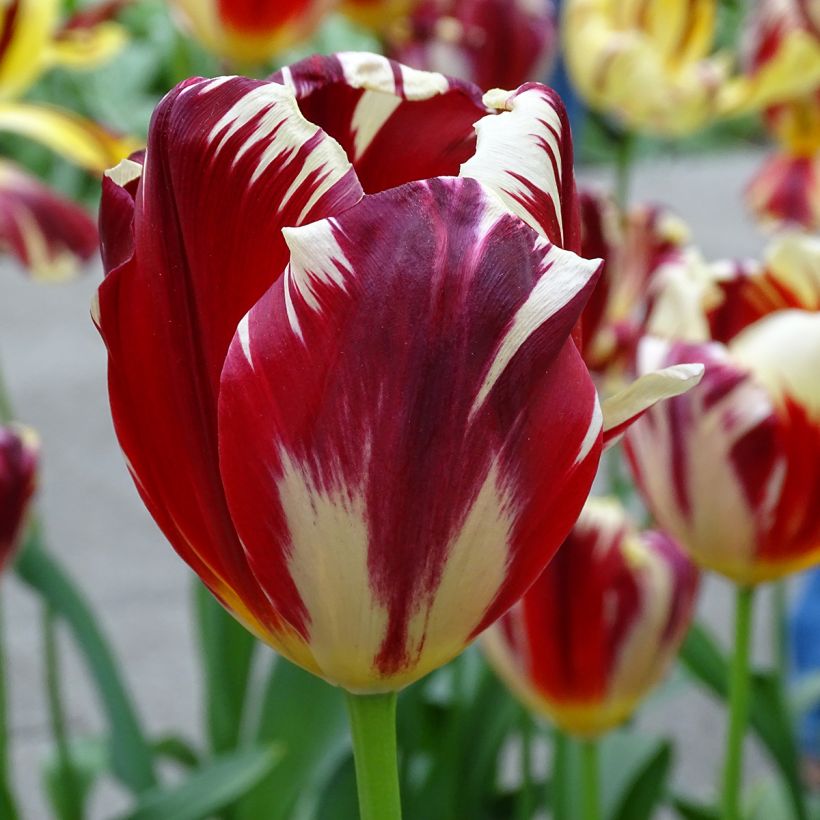 Triumftulppaani Grand Perfection (Kukinta)