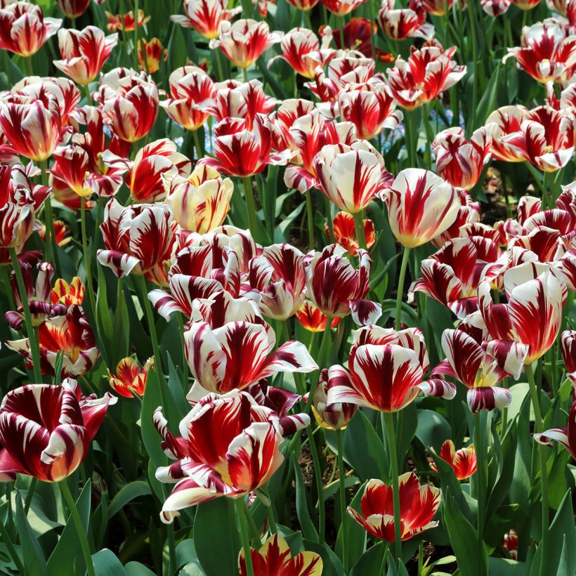 Triumftulppaani Grand Perfection (Kasvutapa)