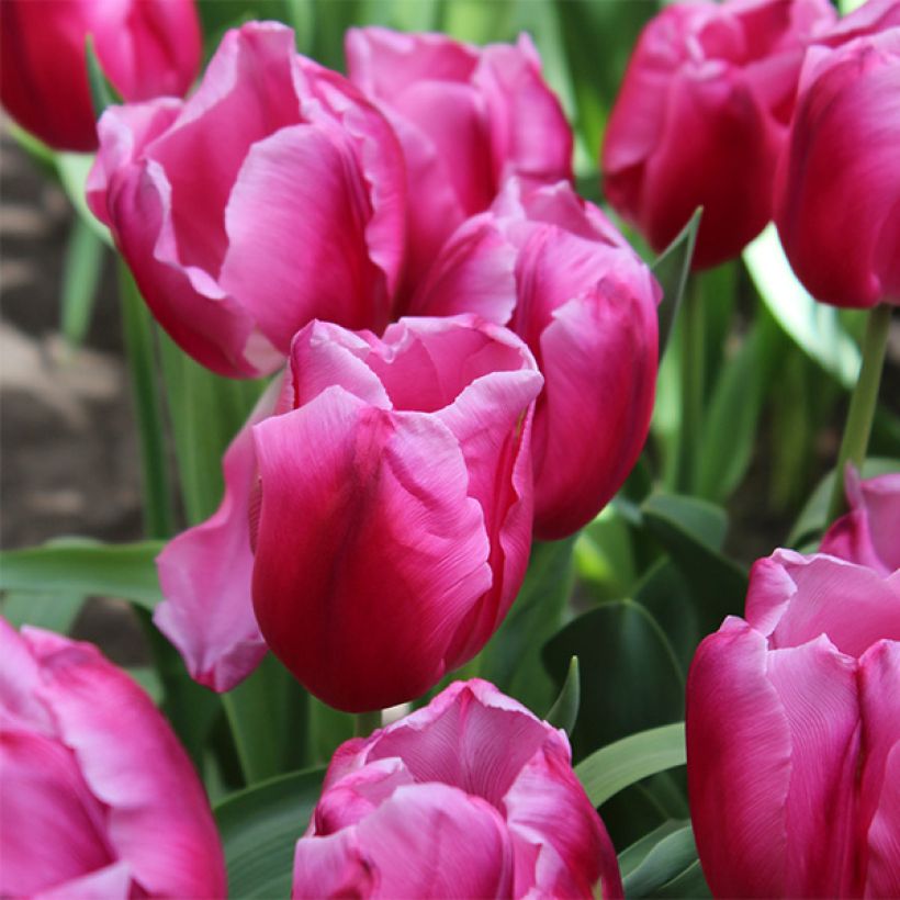 Triumftulppaani In Love (Kukinta)