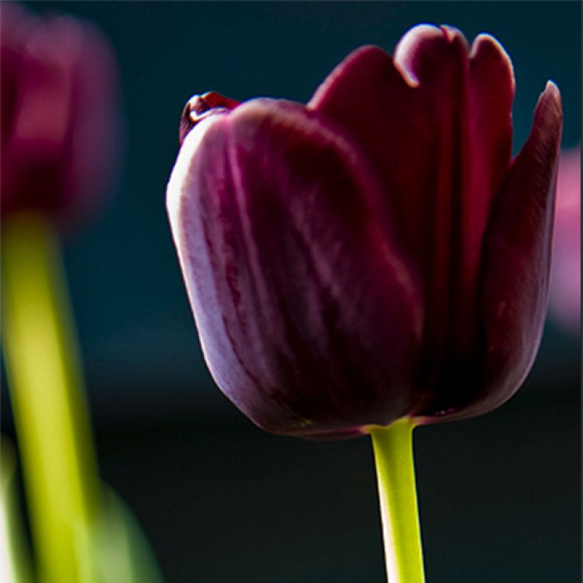 Triumftulppaani Paul Scherer (Kukinta)