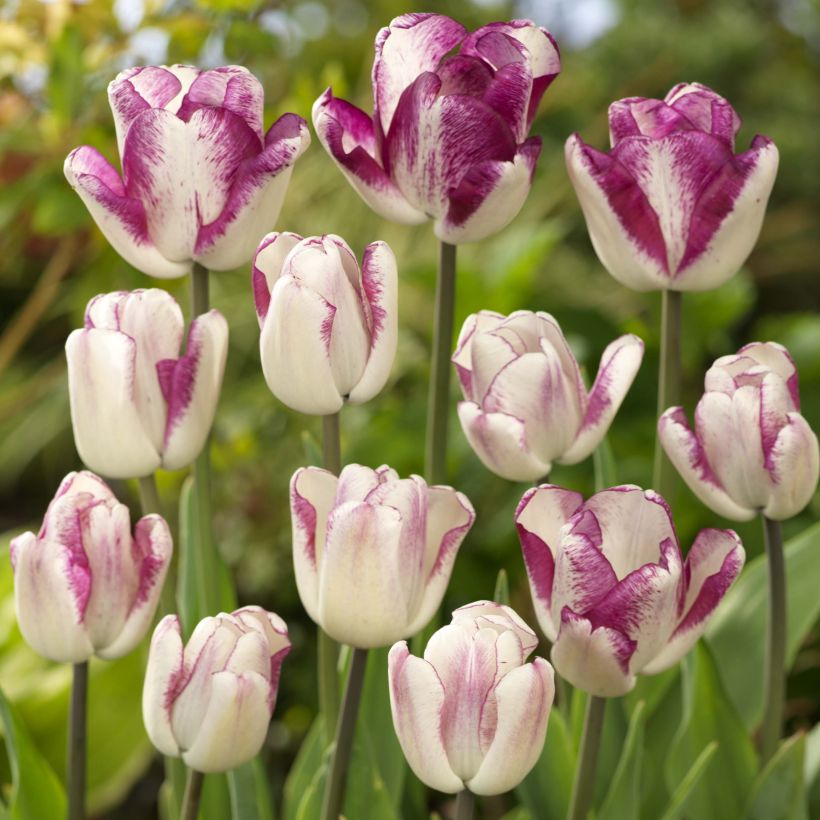 Triumftulppaani Shiun (Kukinta)