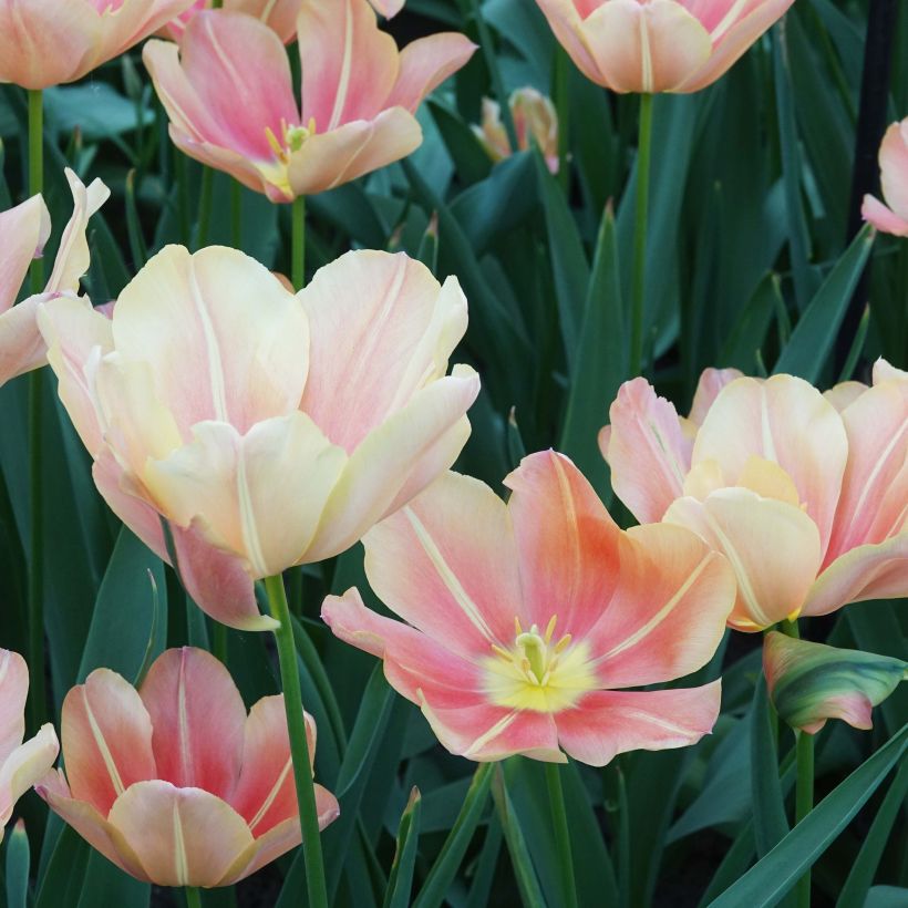 Triumftulppaani Stunning Star (Kukinta)