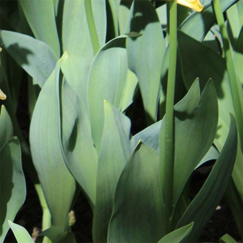 Triumftulppaani Yellow Crown (Lehvistö)