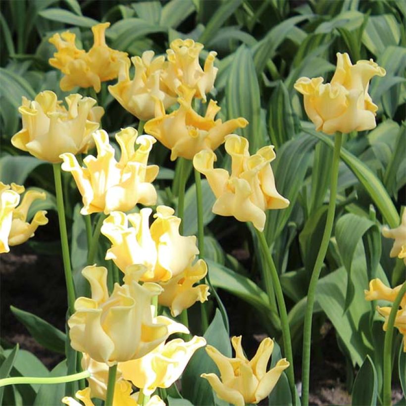Triumftulppaani Yellow Crown (Kukinta)