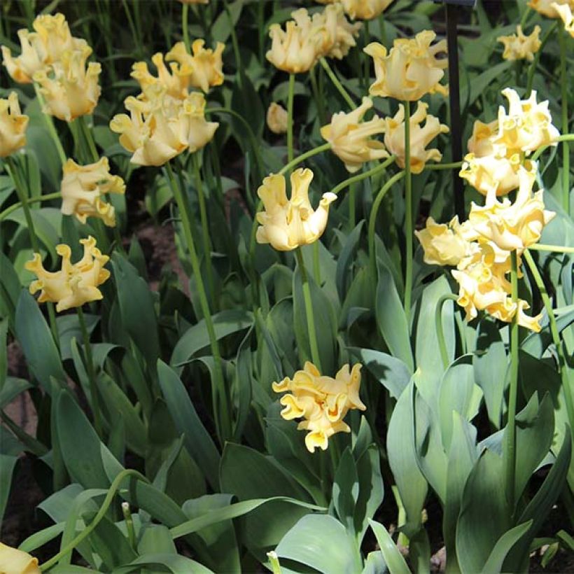 Triumftulppaani Yellow Crown (Kasvutapa)