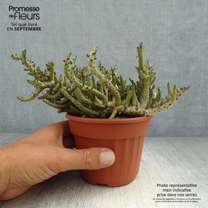 Esimerkki syksyllä toimitetusta Tylecodon bucholzianus 12 cm / 13 cm ruukku-taimesta