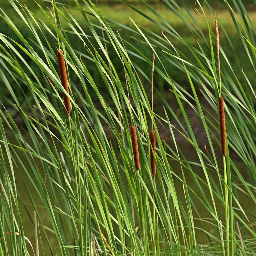 Kapeaosmankäämi - Typha angustifolia (Lehvistö)