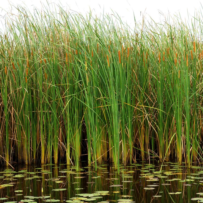 Kapeaosmankäämi - Typha angustifolia (Kasvutapa)
