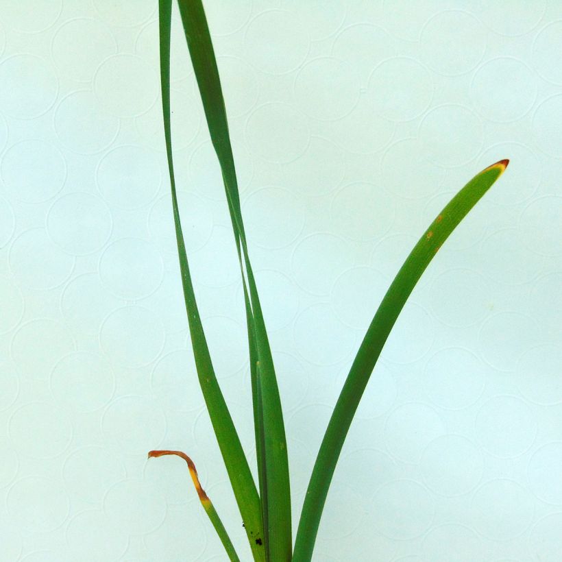 Leveäosmankäämi - Typha latifolia (Lehvistö)