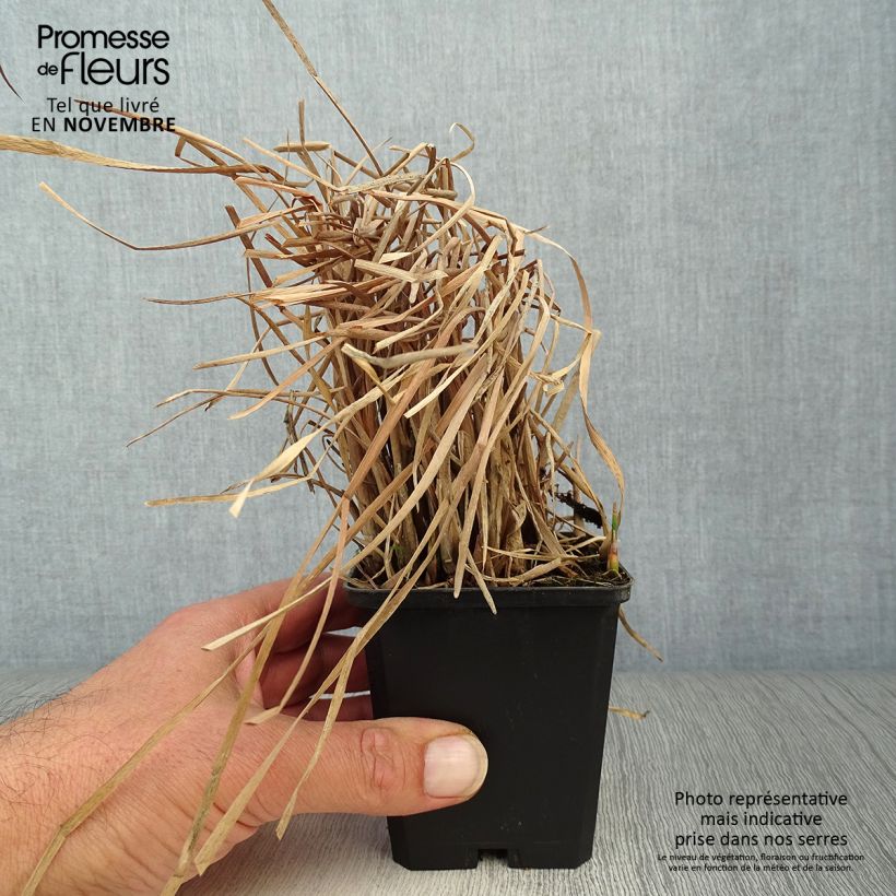 Esimerkki syksyllä toimitetusta Leveäosmankäämi - Typha latifolia 8/9 cm taimiruukku-taimesta