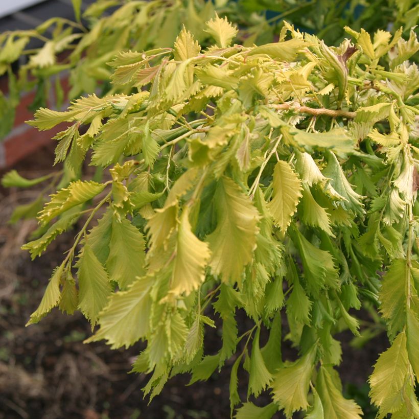 Lehtojalava Viminalis Aurea (Lehvistö)
