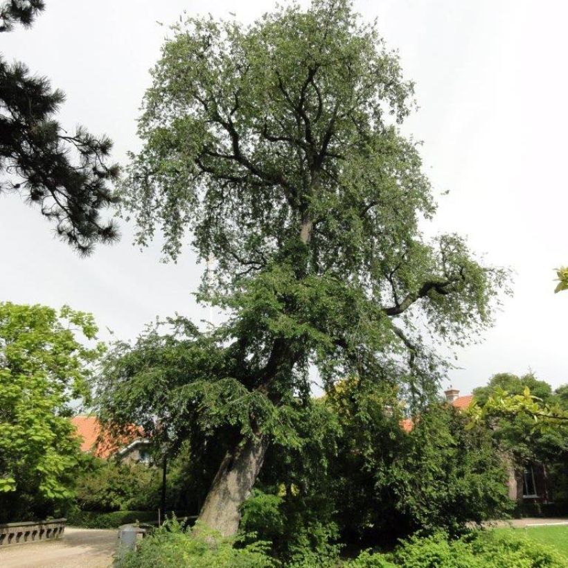 Jalava Pendula (Kasvutapa)