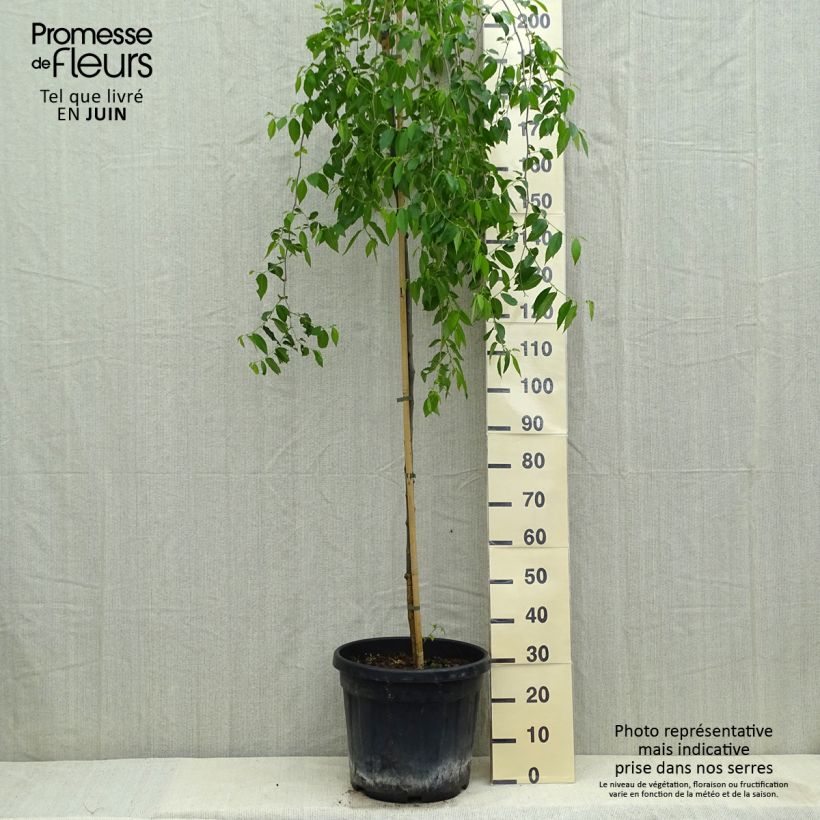 Esimerkki kesällä toimitetusta Jalava Pendula Pot de 30L/35L, Tige-taimesta