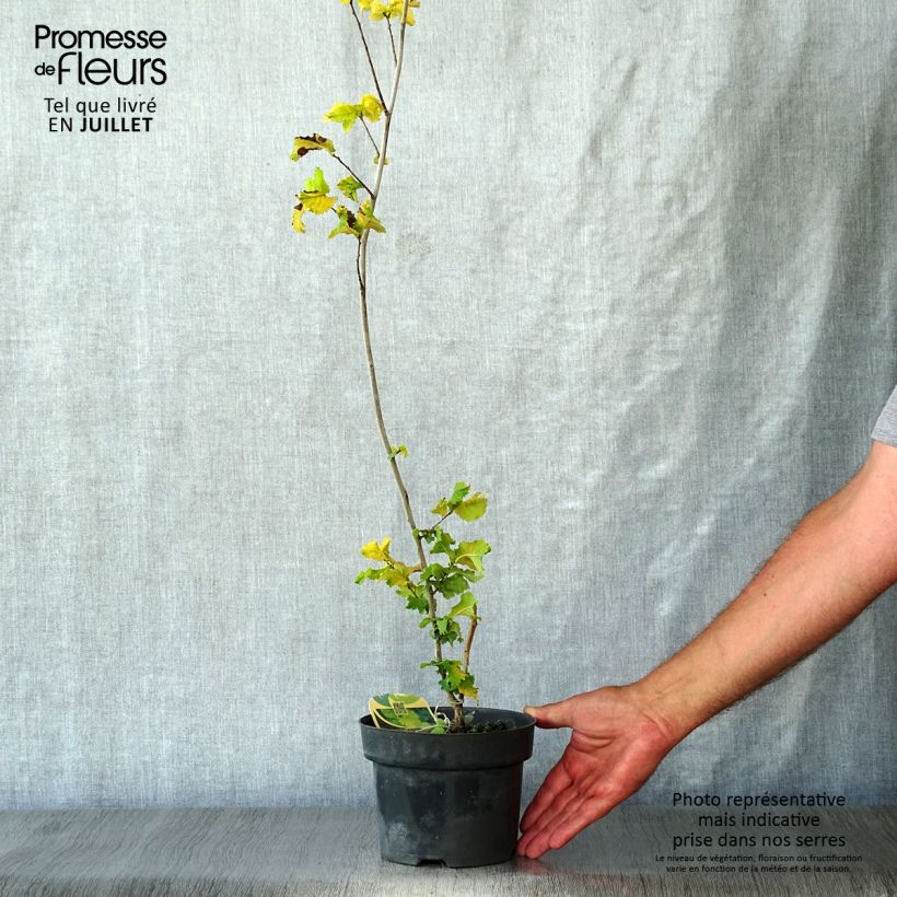 Esimerkki kesällä toimitetusta Puistojalava Wredei Pot de 3L/4L, Demi-Tige-taimesta