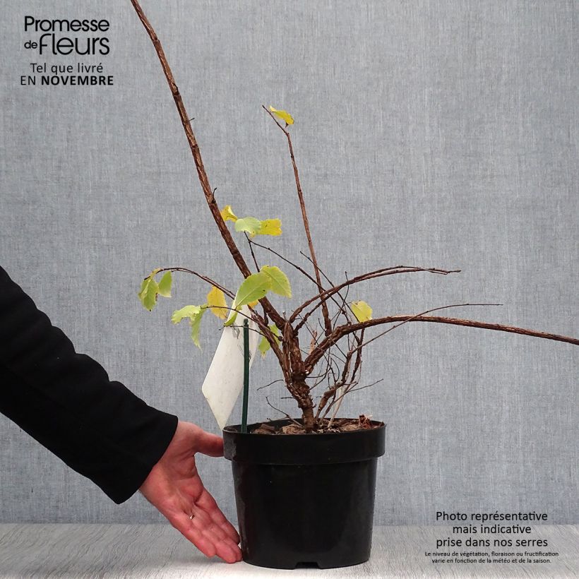 Esimerkki syksyllä toimitetusta Korkkilehtojalava - Ulmus minor suberosa 3 litran/4 litran ruukku-taimesta