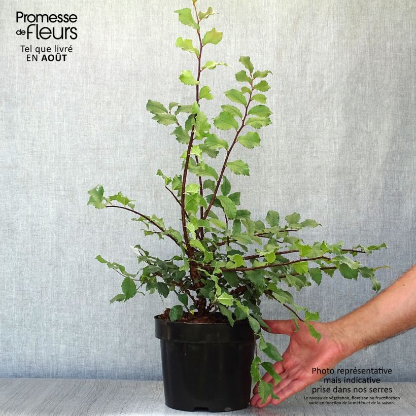 Esimerkki kesällä toimitetusta Korkkilehtojalava - Ulmus minor suberosa Ruukku 3L / 4L-taimesta