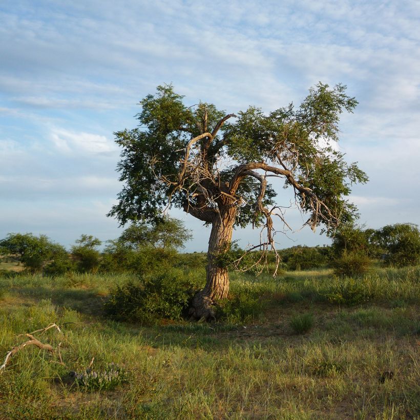 Siperianjalava - Ulmus pumila (Kasvutapa)