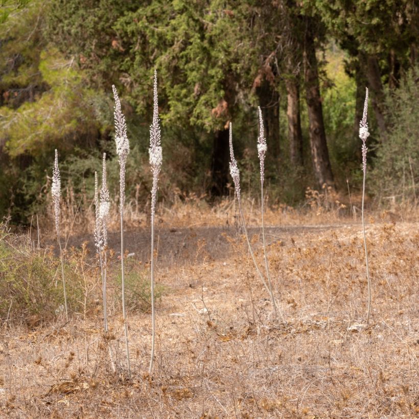 Urginea maritima (Kasvutapa)