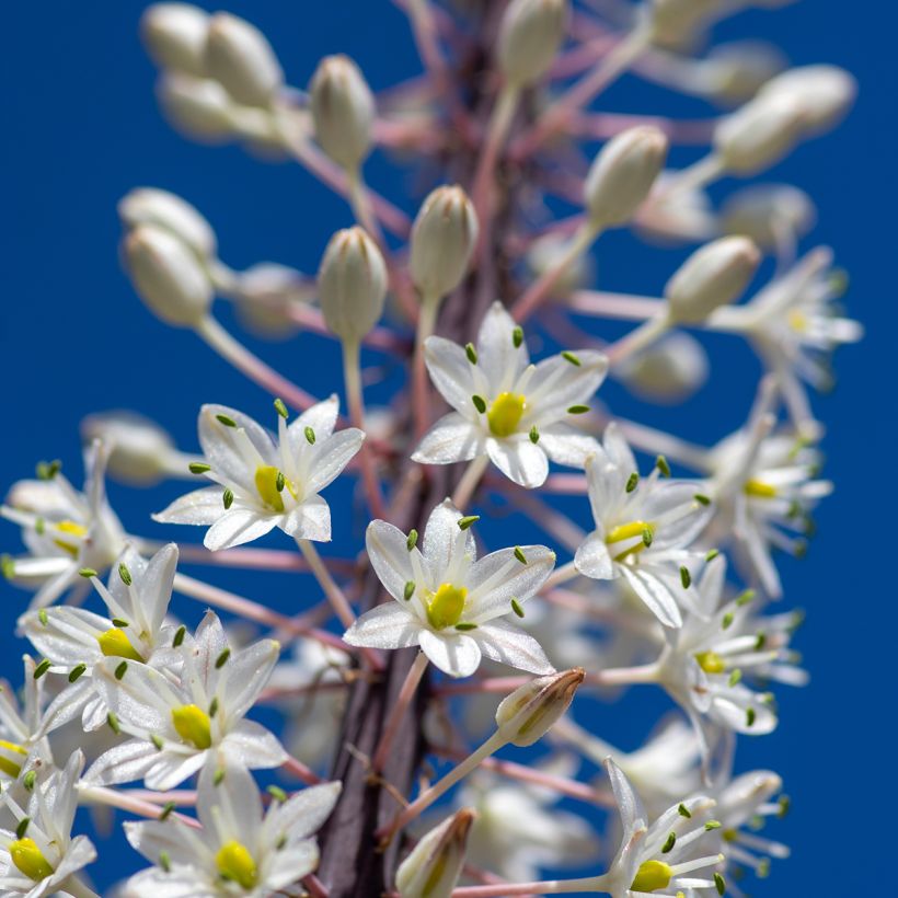 Urginea maritima (Kukinta)