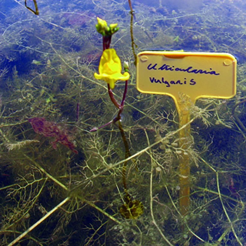 Vesiherne - Utricularia vulgaris (Kasvutapa)