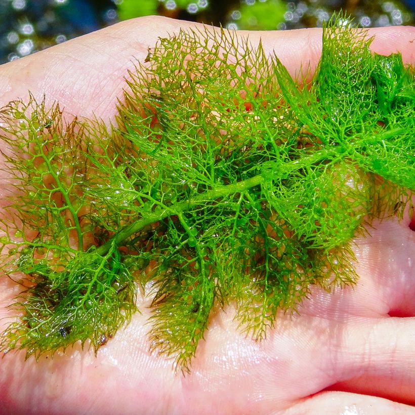 Vesiherne - Utricularia vulgaris (Lehvistö)