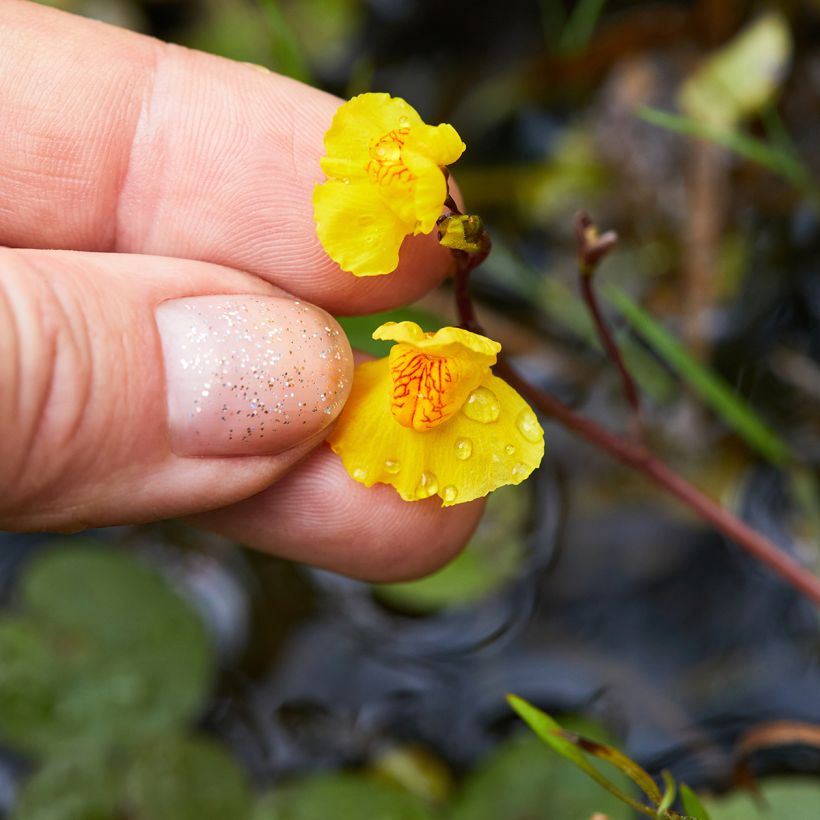 Vesiherne - Utricularia vulgaris (Kukinta)