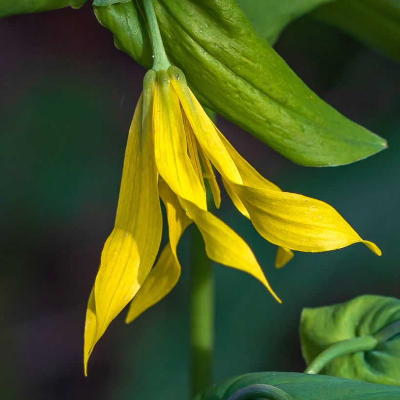 Uvularia grandiflora (Kukinta)