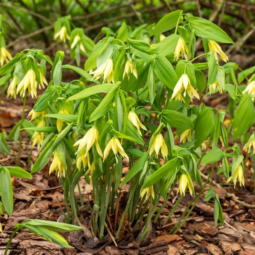 Uvularia grandiflora (Kasvutapa)