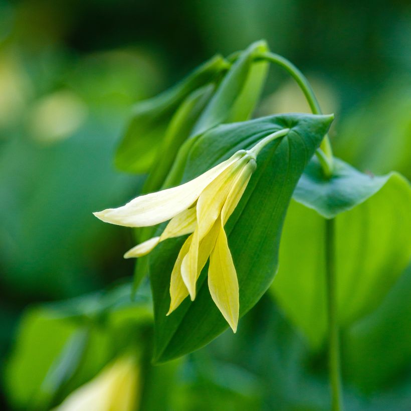 Uvularia grandiflora var. pallida (Kukinta)