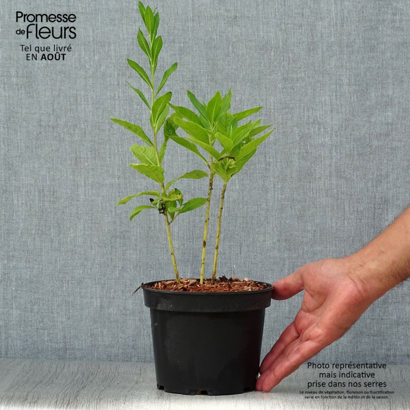 Esimerkki kesällä toimitetusta Vernonia noveboracensis White Lightning Ruukku 2L / 3L-taimesta