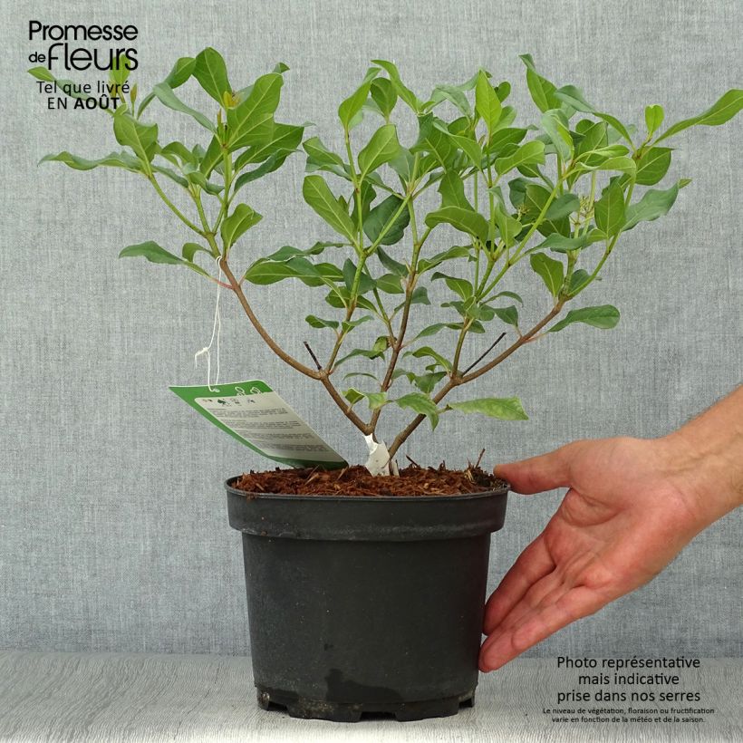 Esimerkki kesällä toimitetusta Heisi Jermyns Globe Pot de 3L/4L-taimesta